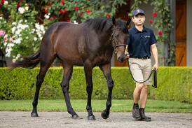 Winx's first foal sells for $10 million. Picture Racing.com