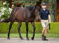 Winx's first foal sells for $10 million. Picture Racing.com