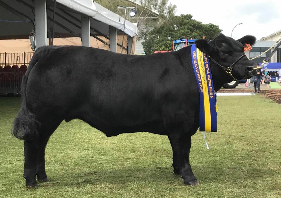 'Stumpy' heavyweight champion led steer exhibited by the Brooker family, Main Camp, Rouchel and prepared by Lyn Richards. Photo supplied.