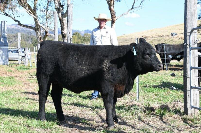 Top priced female Lot 35 Pentire Leah sold for $8500 to M & K Frost, Willow Tree.