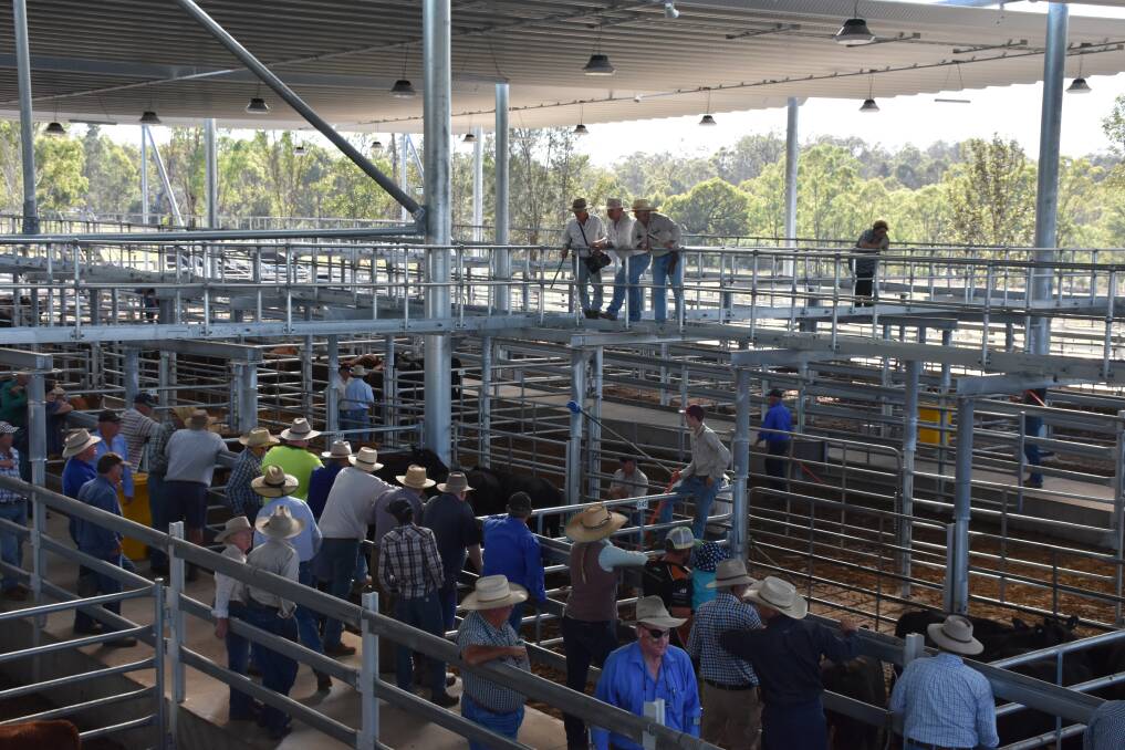 SALE-O: The future of the Singleton saleyards will be decided once the Council consider two tenders to lease the complex.