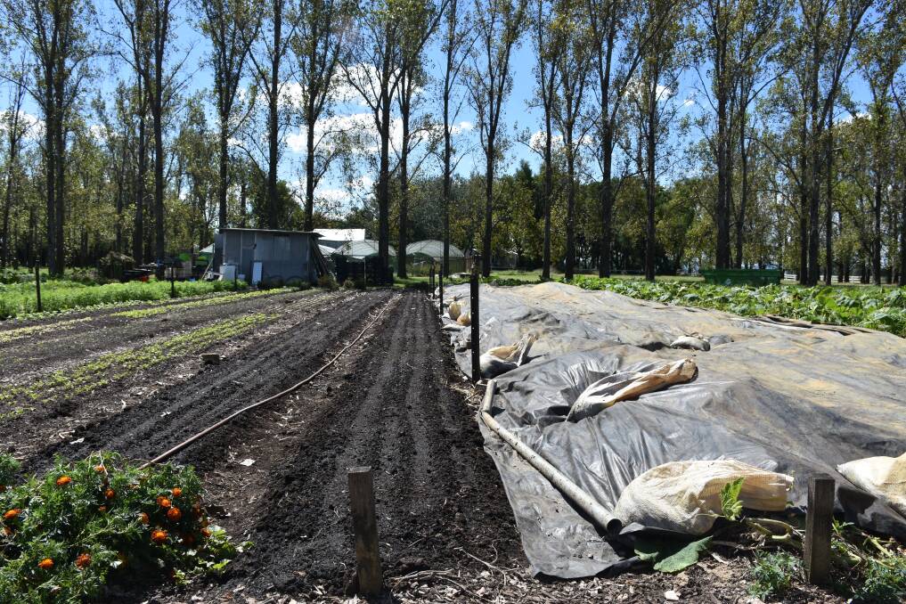 Beds are covered with tarps once the crops have finished production to enhance the composting of the crop.