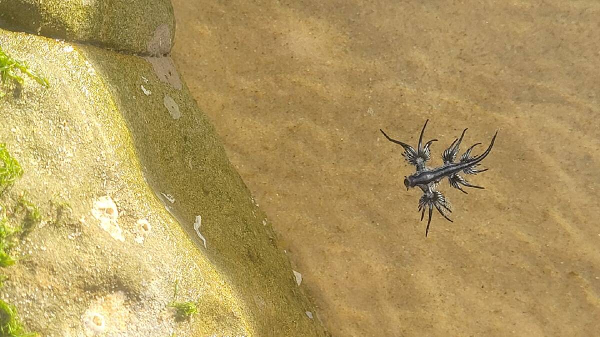 A blue dragon at Bar Beach on Sunday. Picture by Donna Baguley