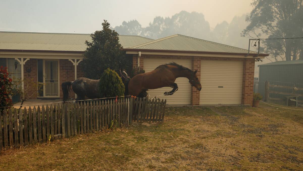 Horses belonging to Lorraine Moss breaking through a fence after a helicopter landed in the paddock nearby on her Richmond Vale Road property. Picture: Max Mason-Hubers
