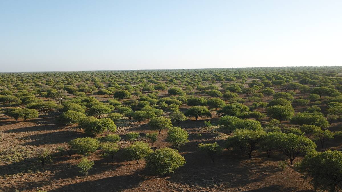 Landholders grappling with prickly acacia infestations are invited to information sessions on converting it into renewable diesel. Picture: File