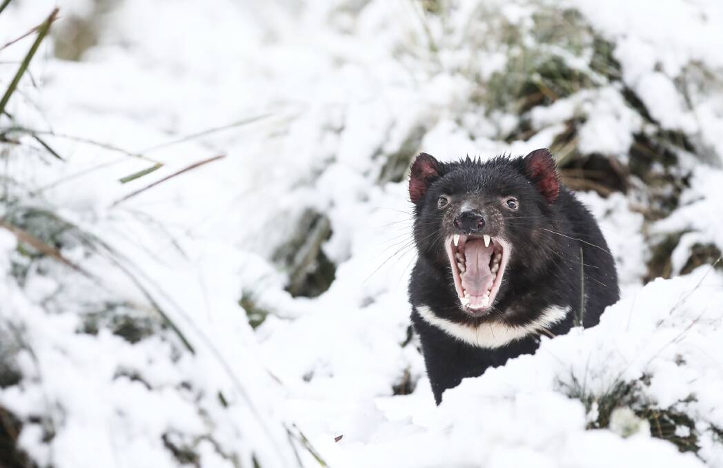 Aussie Ark's Tasmanian devils awake to a winter wonderland in Barrington Tops. Photo Aussie Ark 