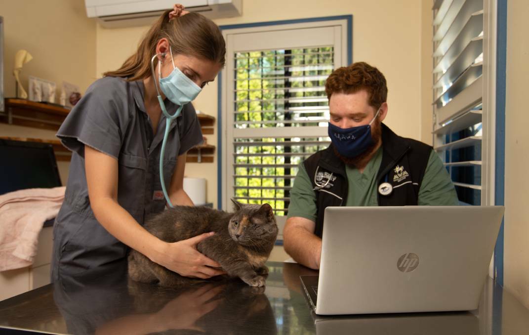 Williams River Veterinary Clinic's Dr Sara Lah and Curtis Goding with Georgie the cat in 2021. Picture by Marina Neil