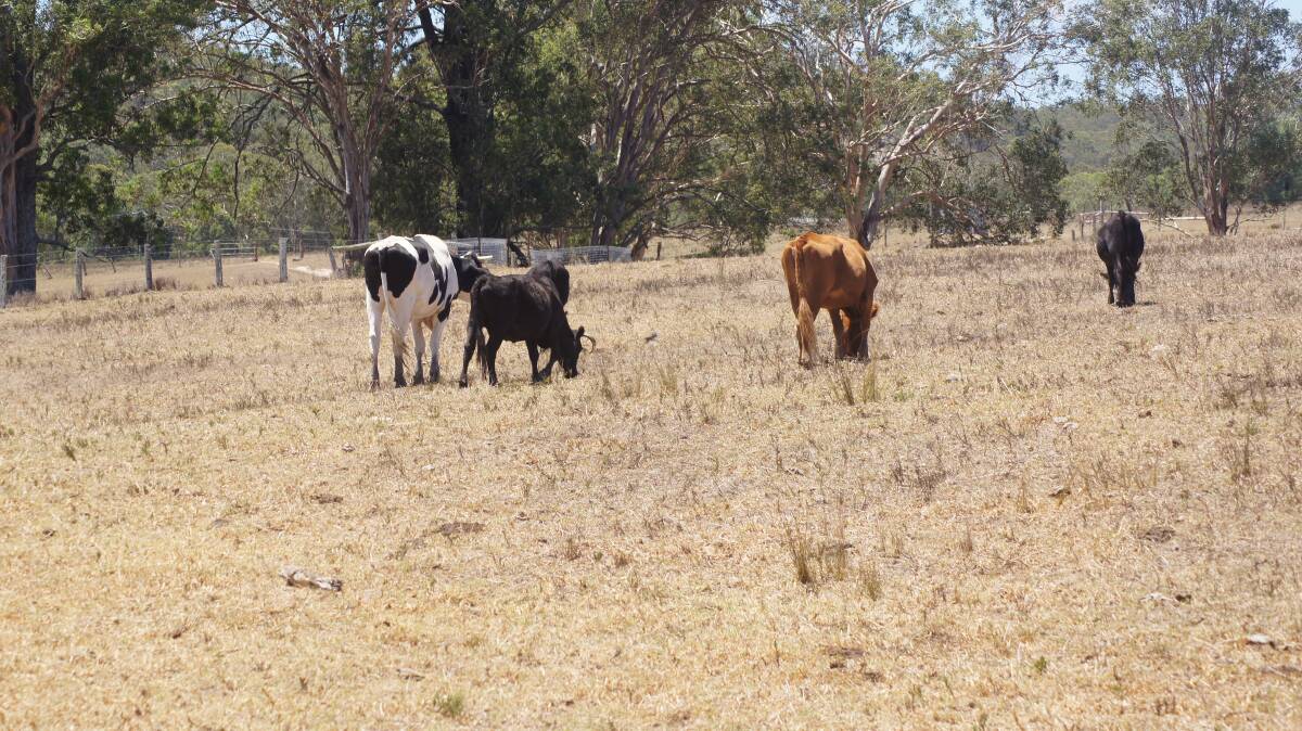 HUNGRY: Cattle are looking for food at Glen Oak. Picture: Belinda-Jane Davis