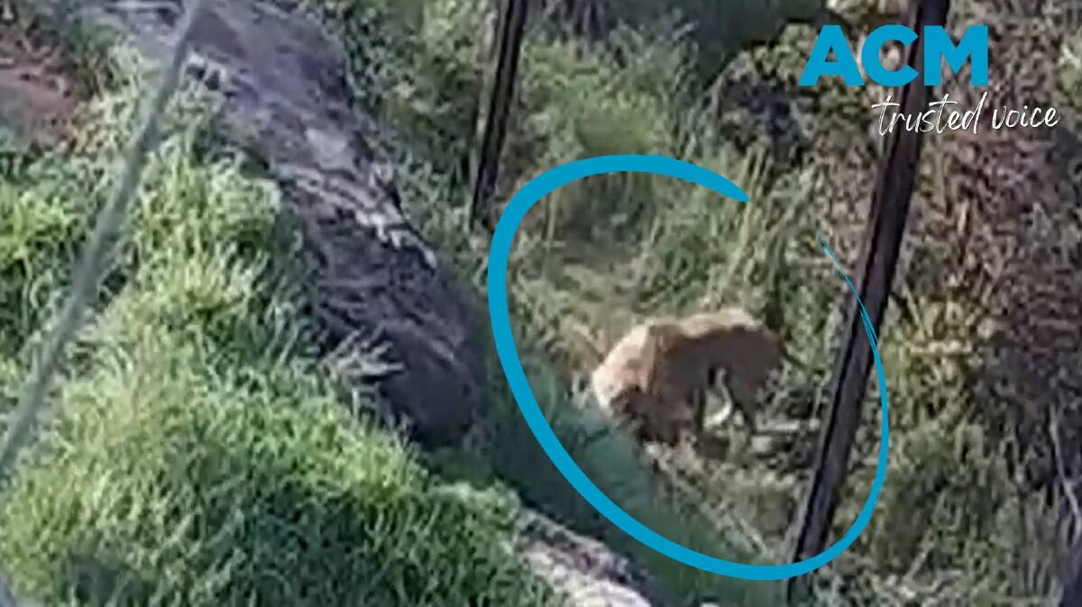 Five lions roamed free around Taronga Zoo after they managed to breach their enclosure fence in November. Picture supplied