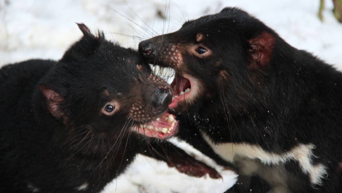 BITE CLUB: A pair of Tasmanian Devils at Aussie Ark's sanctuary.