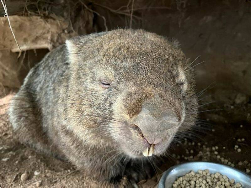REVOCERY: A rescued wombat enjoys the safety of Jarake Wildlife in the Hunter Region. Picture: Jarake Wildlife