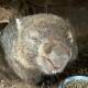 REVOCERY: A rescued wombat enjoys the safety of Jarake Wildlife in the Hunter Region. Picture: Jarake Wildlife
