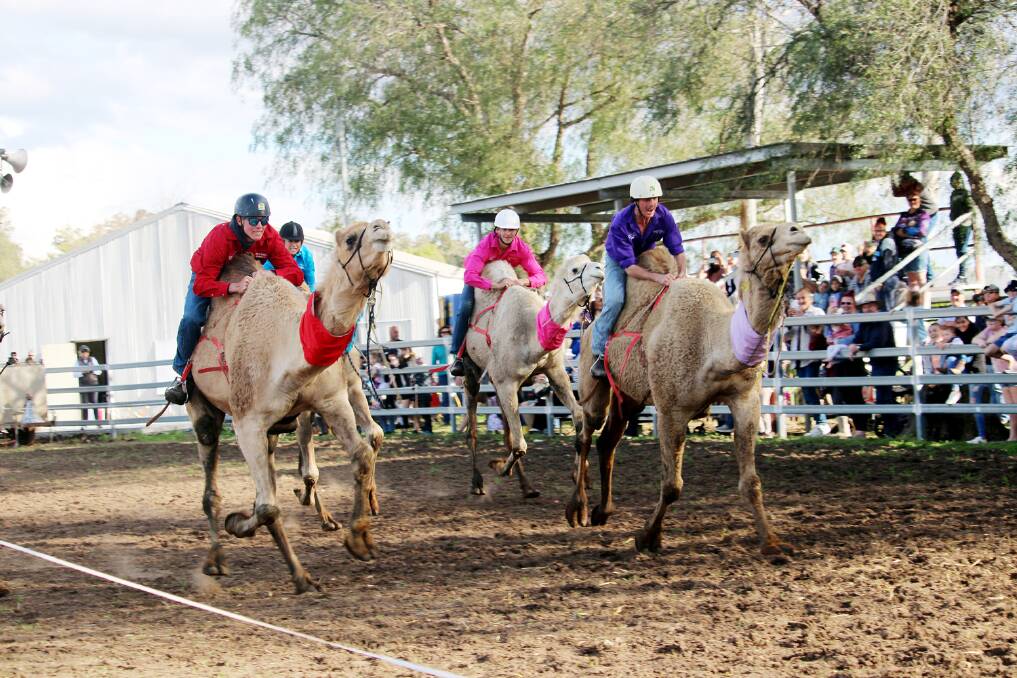 The camel racing proved to be a popular attraction. Pictures by Laurie Sullivan