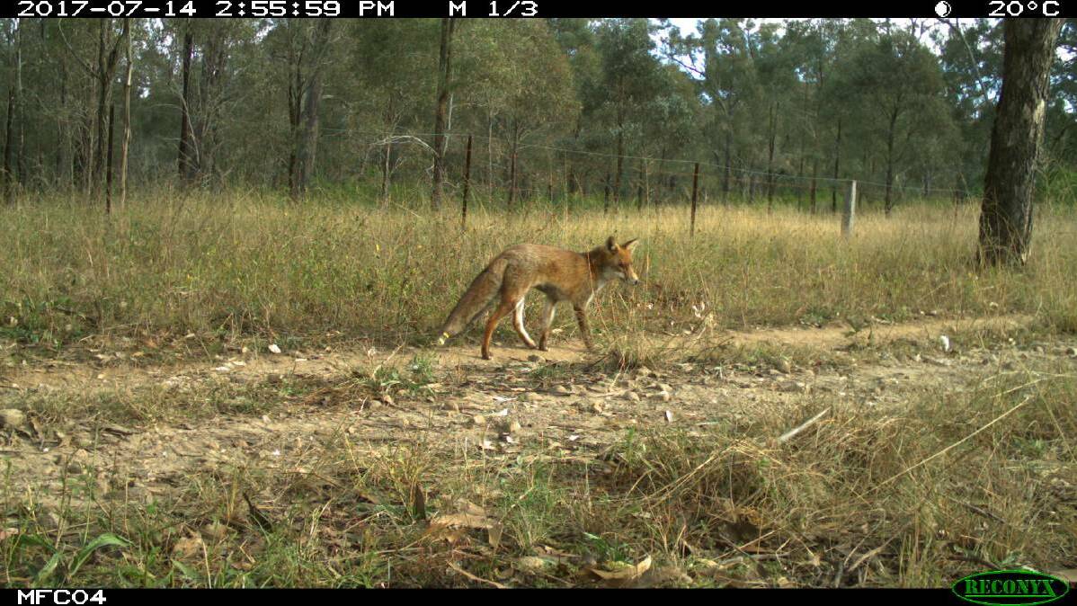 Hunter community has a say on pest animal management