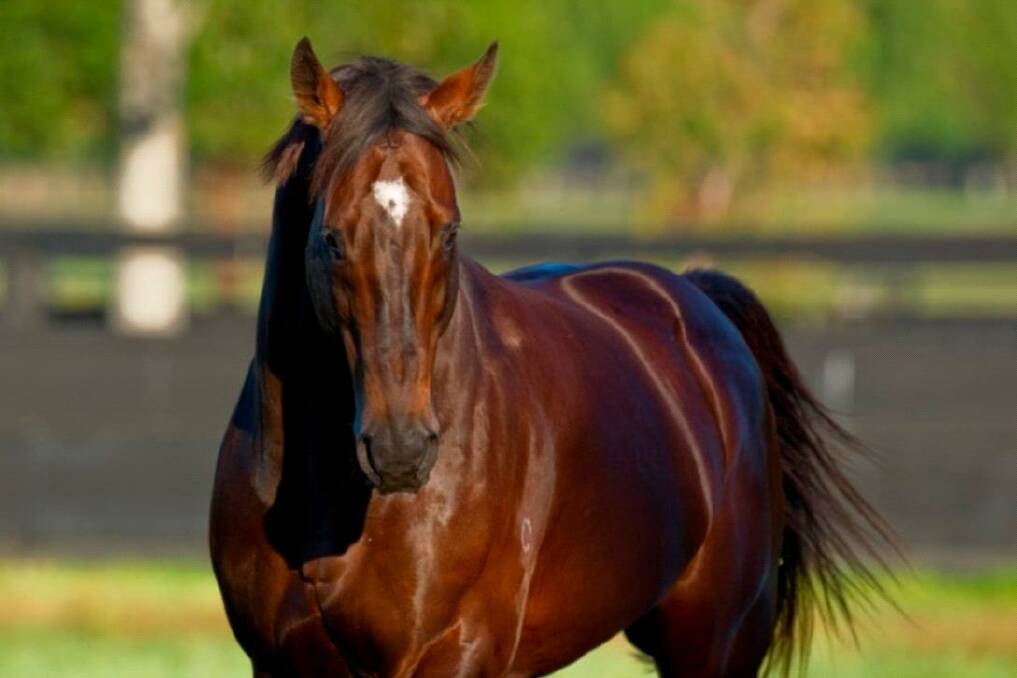Champion sire Redoute’s Choice