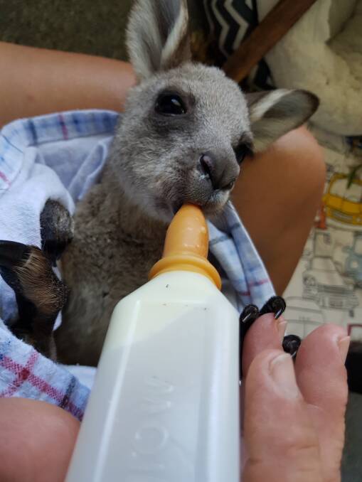 A rescued joey being fed by a Wildlife Aid volunteer