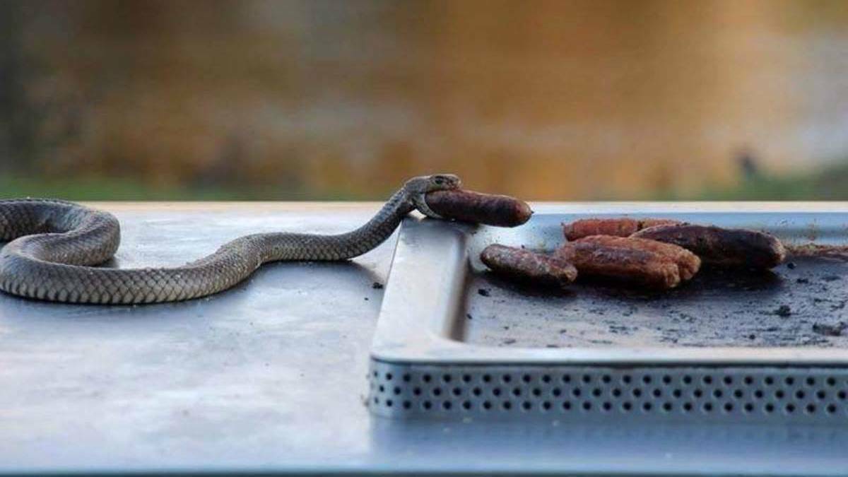 Snakes are springing, so protect your animals from deadly encounters