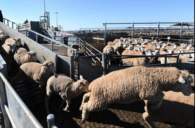 New lamb definition to boost farmers' return