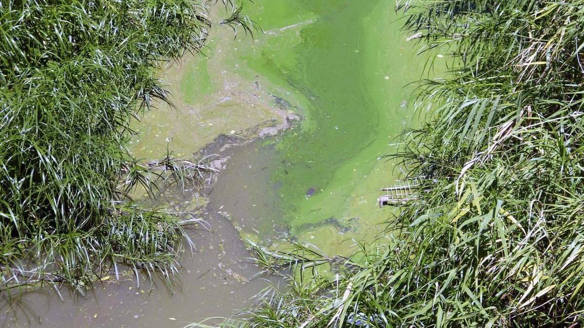 Blue-green algae levels reduced
