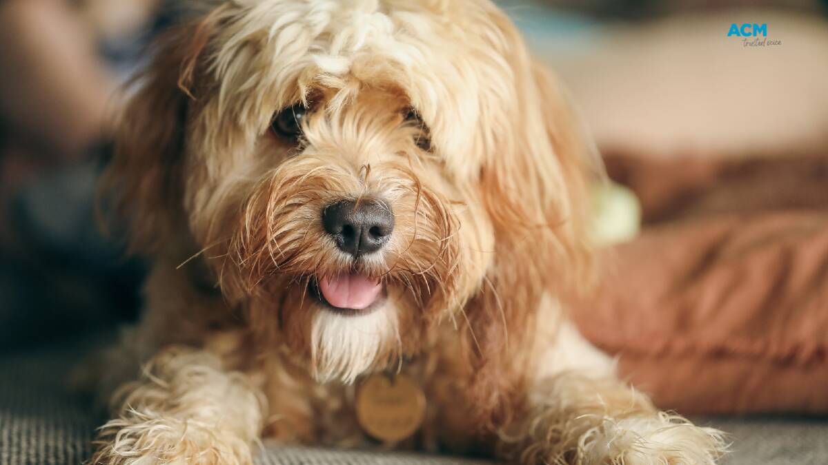 Dogs are definitely part of our families, according to the survey. Picture: File Dogs are definitely part of our families, according to the survey. Picture: File