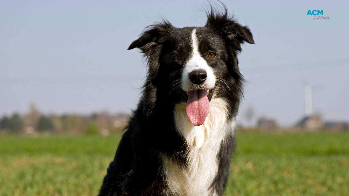 Herding breeds, such as Kelpies or border collies, are characterised by high "non-social fear", which is fear of environmental stimuli such as loud noises, wind or vehicles. File picture