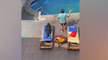 Sea lion steals tourist's sunbathing spot after a cheeky dip in hotel pool