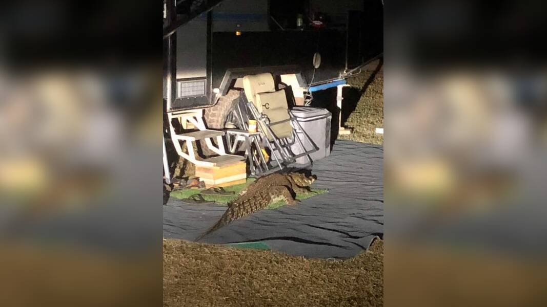 Crocodile caught roaming through caravan park