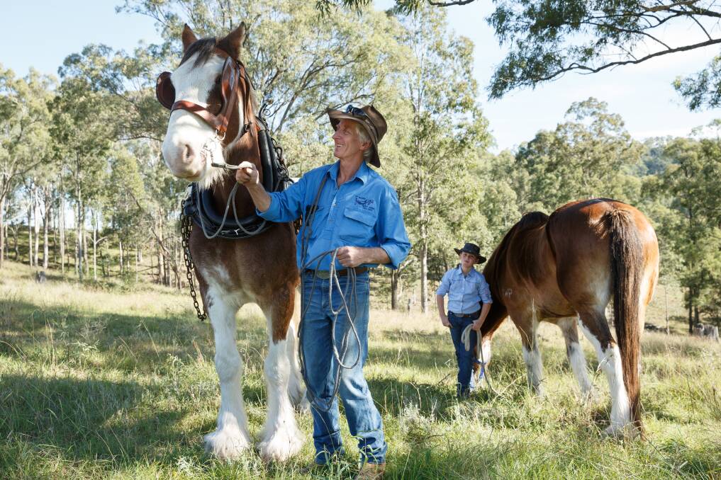 Heavy-footed: Lindsay Vonbun, of Vacy, and granddaughter Isabella, 8, pictured with Draught horses, Clem and Beau, ahead of Muswellbrook's annual St Heliers Heavy Horse Field Days this weekend. Picture: Max Mason-Hubers