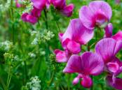 If you want to be traditional, plant sweet peas on St Patrick's Day, March 17 - but earlier is better. Picture Shutterstock
