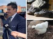 Clockwise from left, defence lawyer Bryan Wrench, file picture of alligators at Oakvale Wildlife Park, and the hen known as Betty White. 