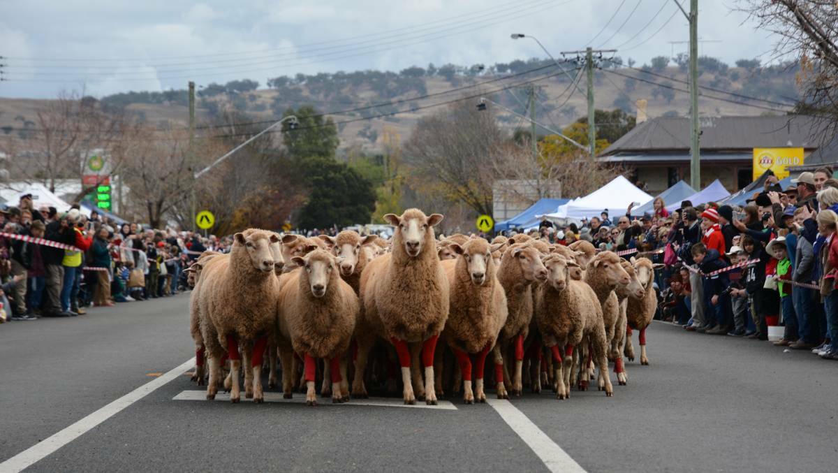 ANNUAL TRADITION: The red socks will stay in the cupboard and the sheep off the streets in 2021.