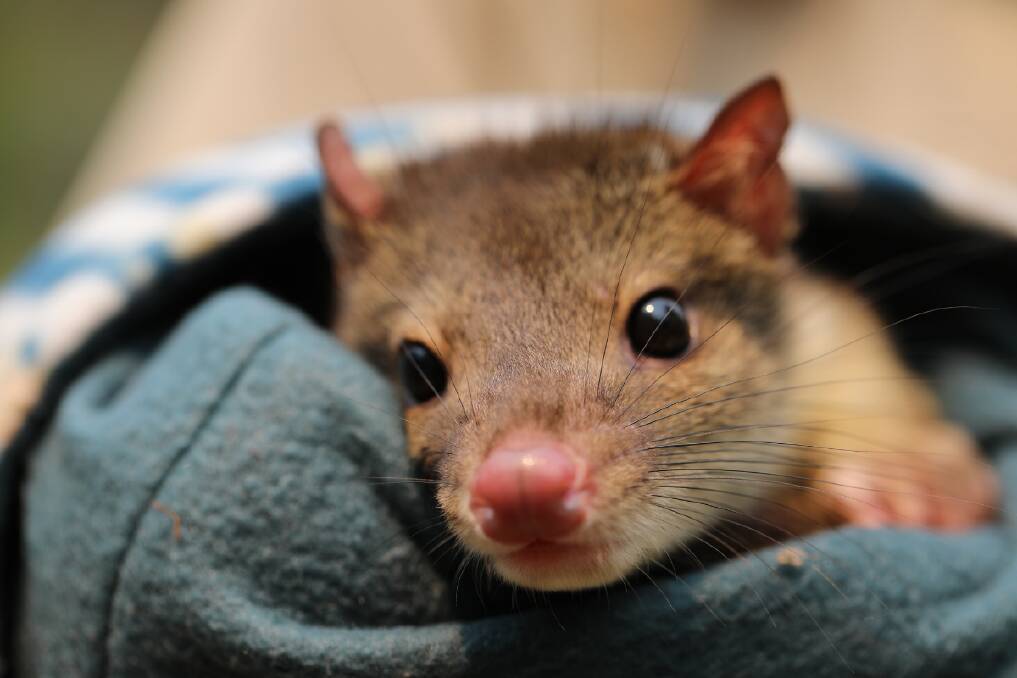 UNDER THREAT: A new partnership between Aussie Ark and Volkswagen will allow the wildlife sanctuary to better protect species such as the Spotted-tail Quoll.