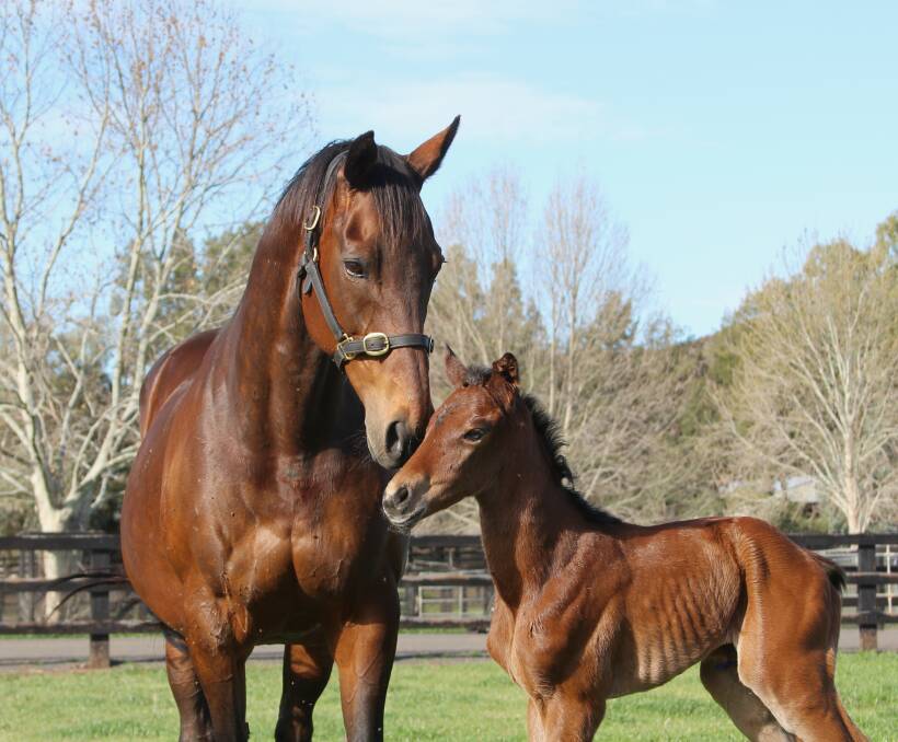 HIGH EXPECTATIONS: Winx's mum Vegas Showgirl with her new born filly by Deep Impact on Tuesday morning. Photo: Segenhoe Stud 
