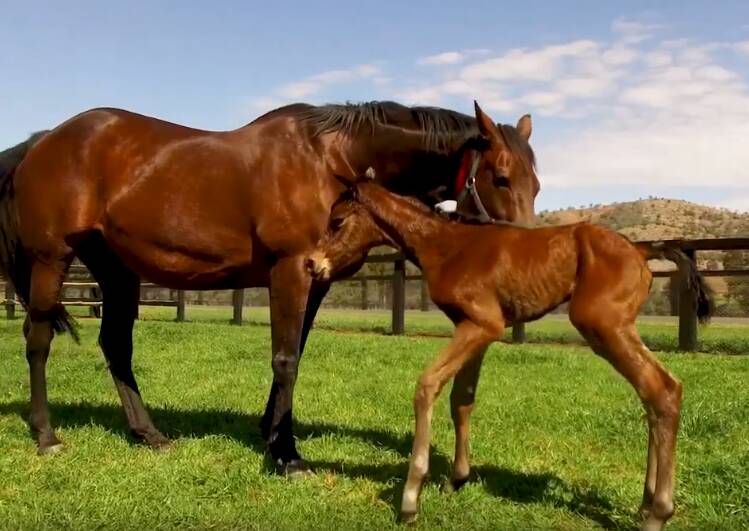 FIRST MOMENTS: Winx's mum Vegas Showgirl inspects her new born filly on Tuesday.