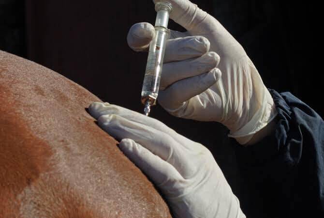 AVA reminds horse owners about the importance of vaccinations