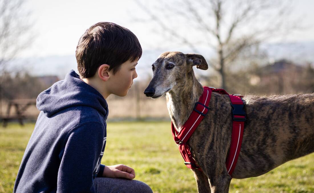 Greyhounds As Pets' Adoption Day events continue to be a success. Photo: Shutterstock