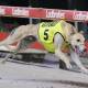 Fire Legend won the $100,000 Masters Meteor, an event for greyhounds over four years of age. Picture supplied