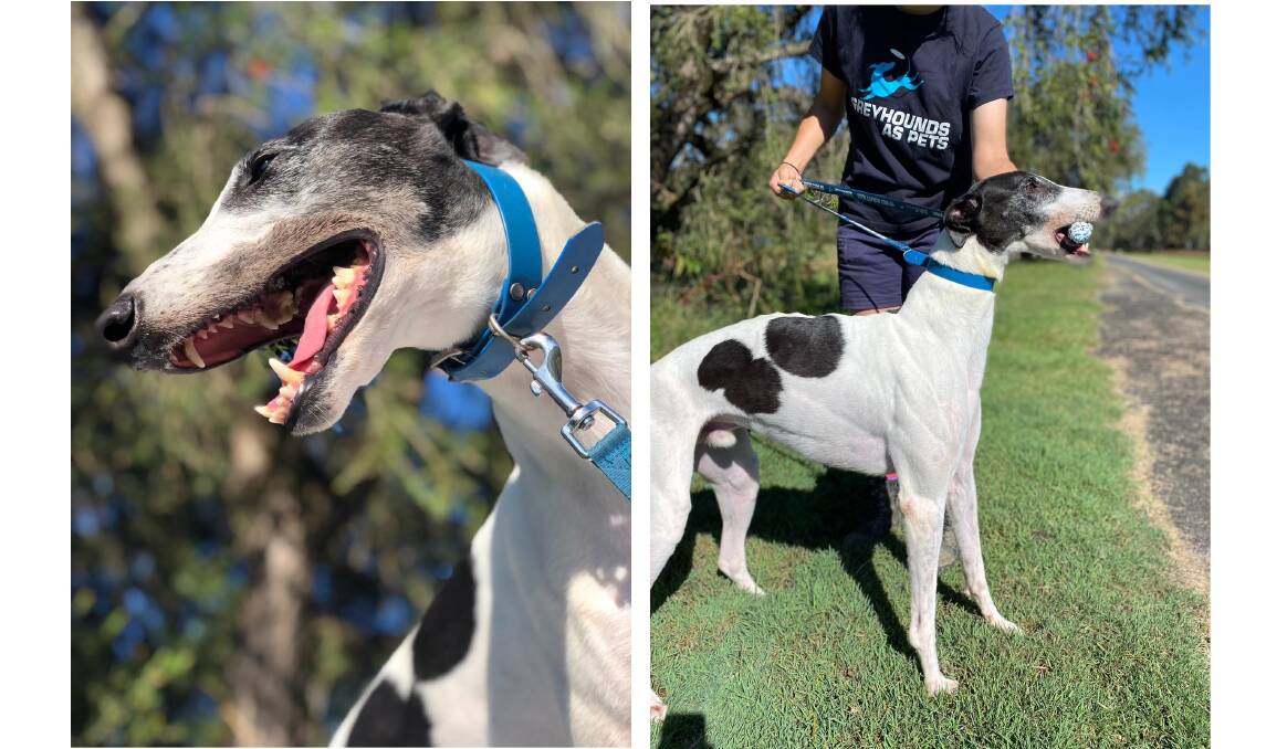 Loveable greyhound After Simmo was part of the Greyhound Care Scheme pilot program which is now being rolled out. Photo: Supplied