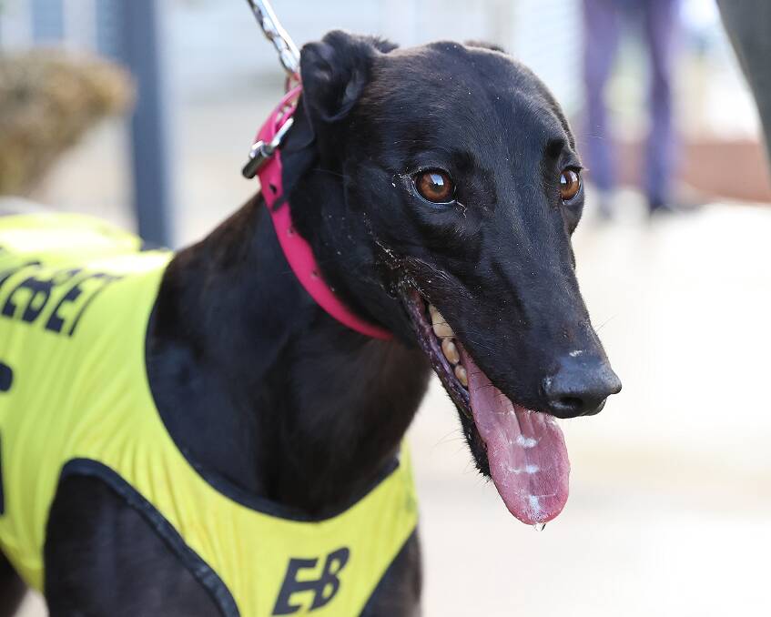 Good Odds Cash a leading candidate in the National Sprint Championships. Photo: Supplied