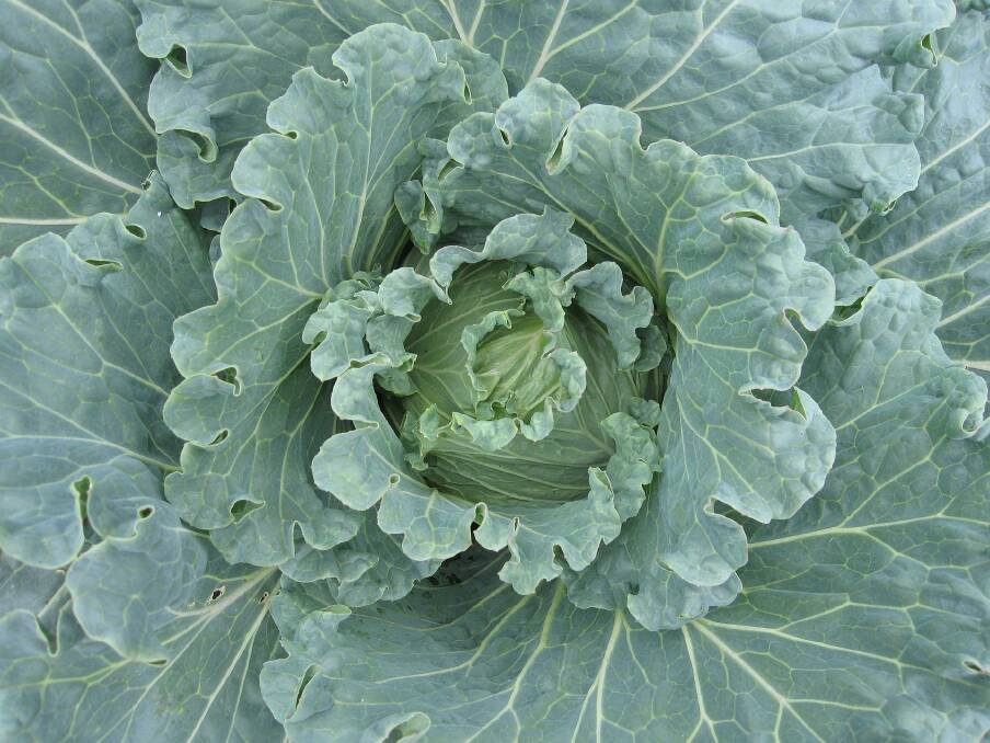 Cabbage is a brassica vegetable. Picture Andrew Martin from Pixabay.