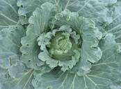 Cabbage is a brassica vegetable. Picture Andrew Martin from Pixabay.