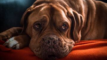 Dogs with hearing loss may not respond to your call. Picture by Annemieke Weverbergh