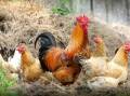 Chickens are social and inquisitive animals. Picture by SV Klimkin. 