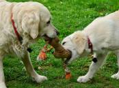 Help keep your dog stimulated and happy by letting it mix with other dogs and play with toys. 
