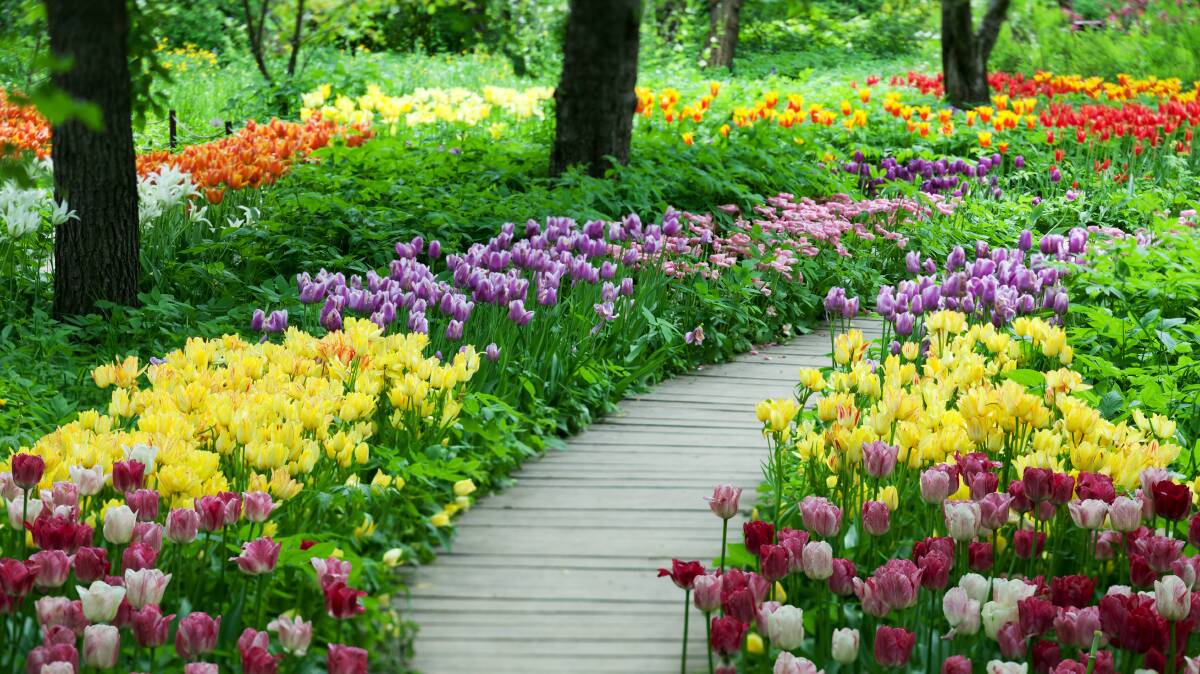 Time to tiptoe through the tulips as spring gardens come alive. Picture Shutterstock