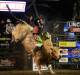 STRAP IN: PBR bull riding returns to White Park Arena, Scone on February 5.