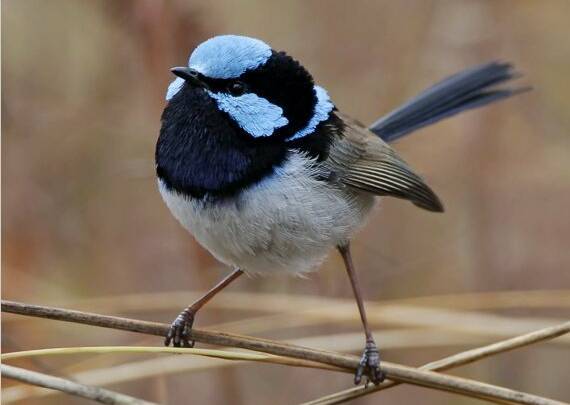 Superb fairy-wren populations in Canberra are declining. Picture: Simon Bennett