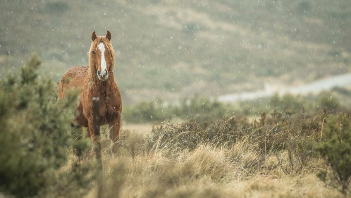 Brumby numbers will be drastically reduced in Kosciuszko National Park over the next five years following an extensive battle to protect the species. Picture: Karleen Minney