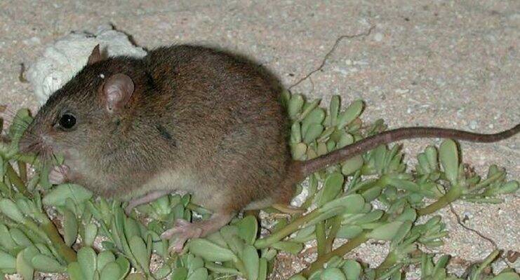 The Bramble Cay melomys has become extinct due to climate change. Picture: Queensland Department of Environment and Heritage Protection