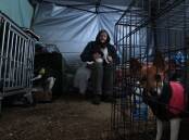 DISPLACED: Louth Park resident Deidre Denver with her 13 pet dogs in a makeshift shelter at the Maitland Showground. Picture: Marina Neil 